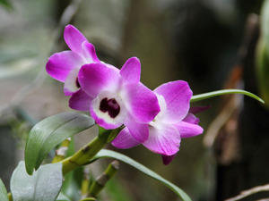 Dendrobium nobile