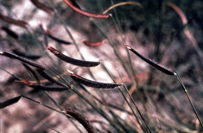 Bouteloua gracilis