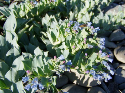 Mertensia maritima