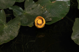 Spatterdock