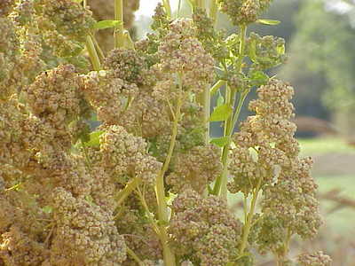 Chenopodium quinoa