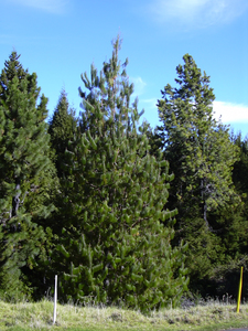 Mexican Weeping Pine