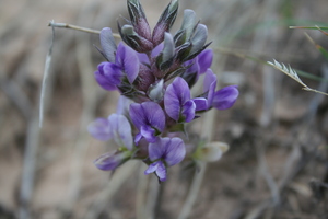 Breadroot