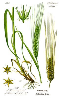 Hordeum vulgare