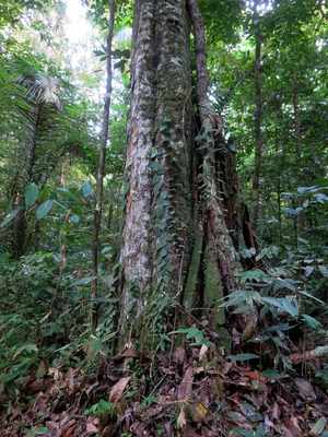 Chlorocardium rodiei