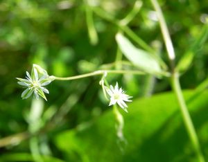 Bog Stitchwort