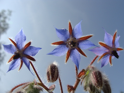 Borage flowers in the sun