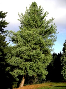 Himalayan Blue Pine