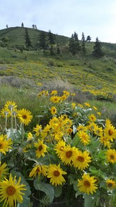 Oregon Sunflower
