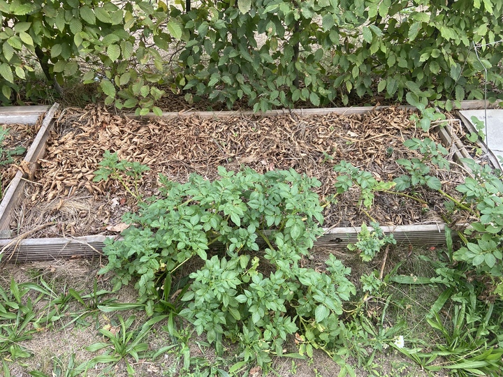 Harvested the Adretta and Blue Congo varieties since they were completely dead after summer and did not survive the drought. The other three are growing back after the heat and I let them in until they die.

Adretta harvest: 463g

Blue Congo harvest: 120g

Most of the tubers are too tiny to peal or eat.

167 days after planting.