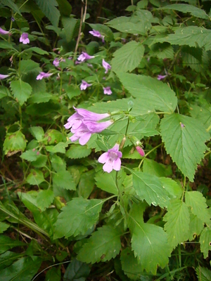 Calamintha grandiflora