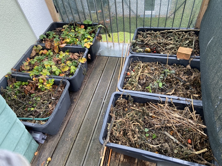 # Garlic 2023

This year I plant in containers and not in the garden since all beds were horrible fails.


6 containers on the balcony: 36 cloves

1 container on the terrace: 16 cloves (mulched with straw and pruned raspberries)