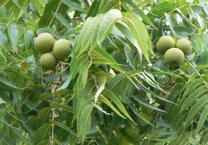 Black walnut