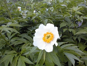 Paeonia emodi