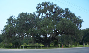 Live Oak