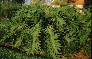 selloum, philodendron