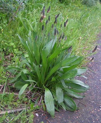 Plantago lanceolata