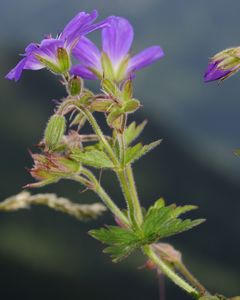 Wood Cranesbill