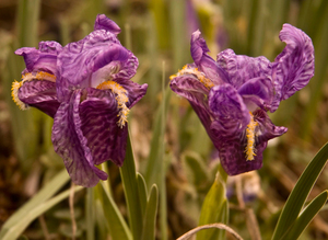 Iris kemaonensis