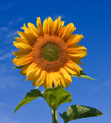 Helianthus annuus