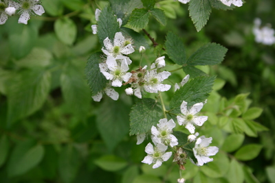 Rubus pensilvanicus