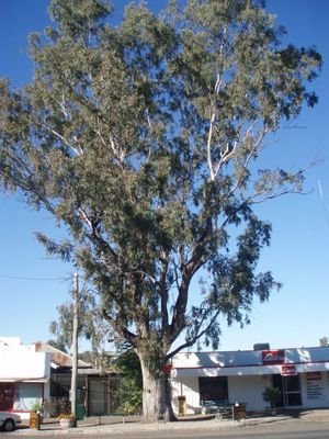 Eucalyptus microtheca