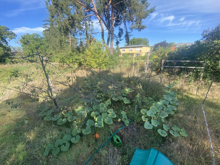 Hubbard squash got huge!