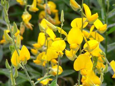 Crotalaria juncea