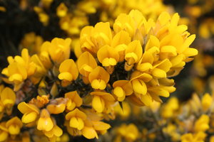 Gorse