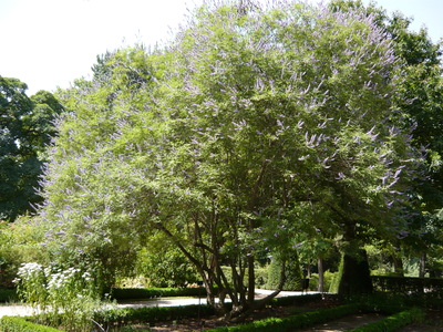 Vitex agnus-castus