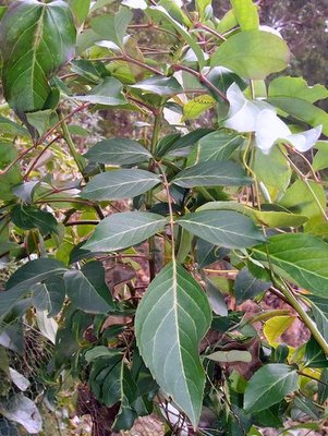 Polyscias sambucifolia