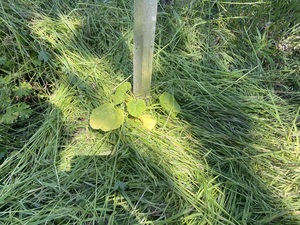 Hubbard Squash transplanted. A bit late since the plants lost already a bit color but hope it will be ok. No rain here though. Let’s hope they can manage a week without.