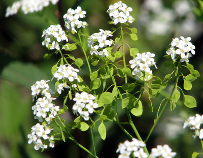 Peltaria alliacea