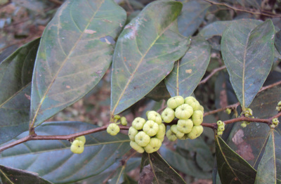 Glochidion puberum