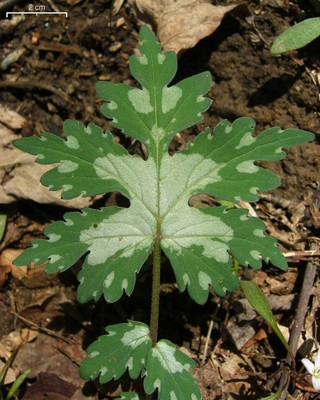 Hydrophyllum canadense