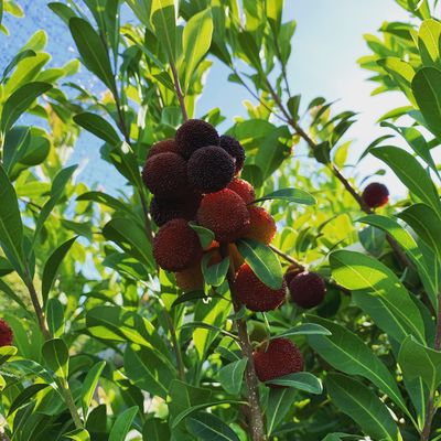 Myrica rubra