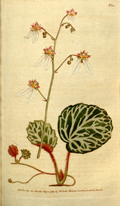 Strawberry Saxifrage