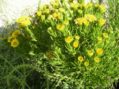 Inula crithmoides