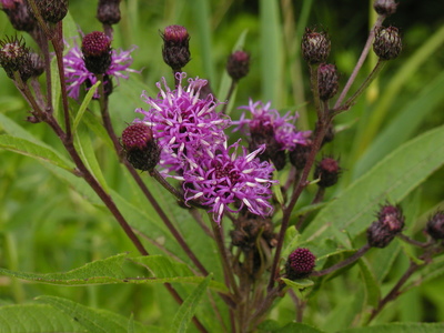 Vernonia noveboracensis