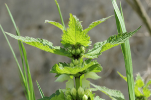 White Dead Nettle