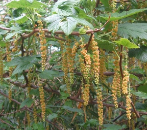 Ribes magellanicum