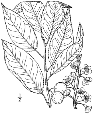 Prunus alleghaniensis