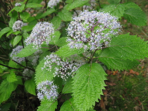 Hydrangea hirta