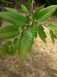 Japanese Chestnut