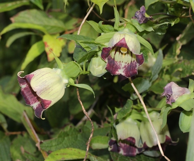 Codonopsis lanceolata