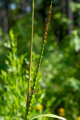 Tripsacum dactyloides