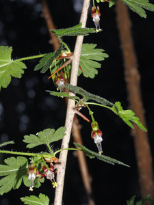 Coastal Black Gooseberry