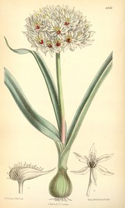 Allium orientale