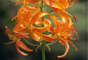 Lilium distichum