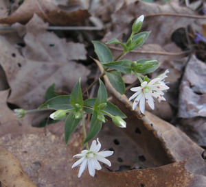 Star chickweed